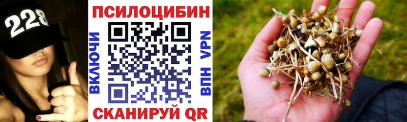 купить наркоту  Жиздра  Псилоцибиновые грибы Cubensis 